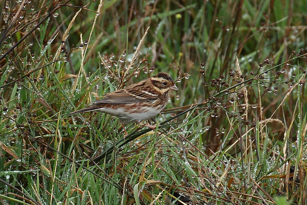 West Cork Islands (@westcorkisland) on Twitter photo RT <a href="/tertials/">Tom Shevlin</a> The Rustic Bunting on Cape Clear Island this morning. Disappeared soon after I found it unfortunately RT <a href="/tertials/">Tom Shevlin</a> The Rustic Bunting on Cape Clear Island this morning. Disappeared soon after I found it unfortunately