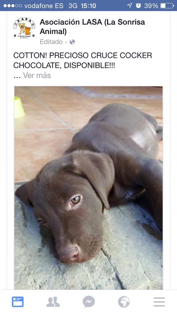 behindanimals's tweet photo. No le dejes crecer solo... En @LASAnimal http://t.co/Fzax1xVNOL