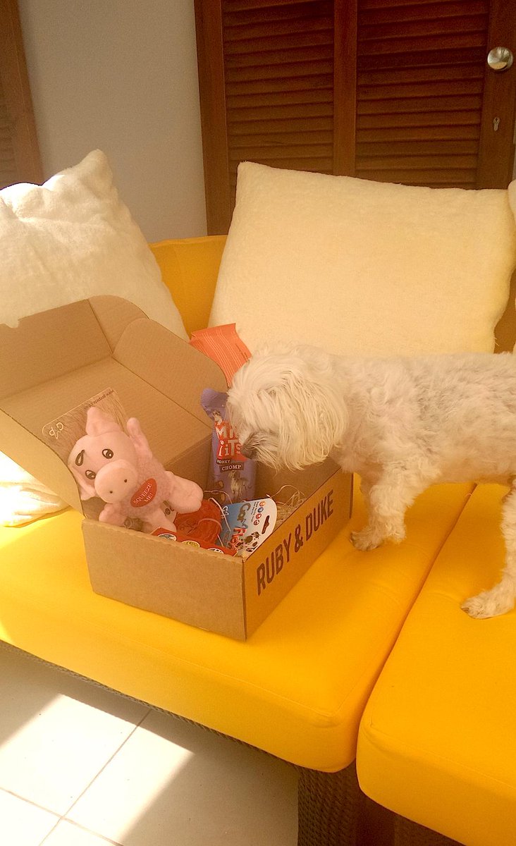 reallyusefulme's tweet photo. Unpacking our July Ruby &amp; Duke Box, a bit late as usual here in The Canaries! 😃 @rubyandduke Pepe loves the pink pig! http://t.co/x0P8TSJZUF