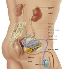 TheProLogic1's tweet photo. You're more likely to develop #prostatecancer if:
you're over 50
@Gidi_Traffic @TrafficChiefNG @NigeriaNewsdesk http://t.co/nxcJxHCMIR