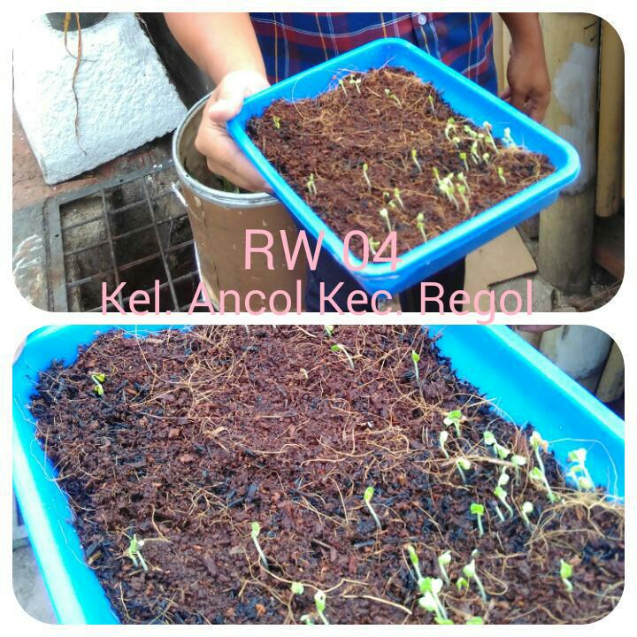 AncolKarta's tweet photo. Hasil Pelatihan Urban Farming RW 04 dengan media Cocopeat usia tanaman 3 hari @ridwankamil @kartaBDG @fikisatari http://t.co/mqg8GXflMJ