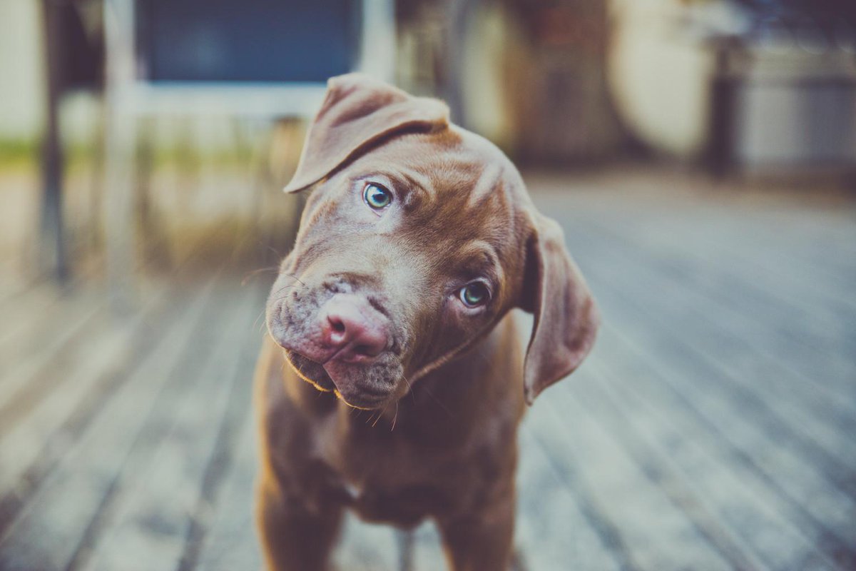 Mart1naConnor's tweet photo. Strange behaviors of #dogs explained. Check out if your dog does these 5 strange behaviors! http://t.co/DbGwmYAip1 http://t.co/k3ZzMqLLeH