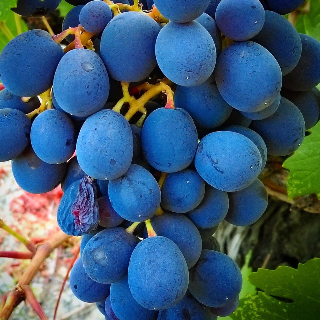Андалузия сорт винограда