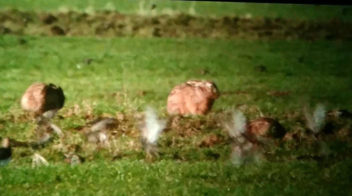 Prachtige film #hollandnatuurindedelta met een hoofdrol  de hazen uit het groenehart#montfoort.