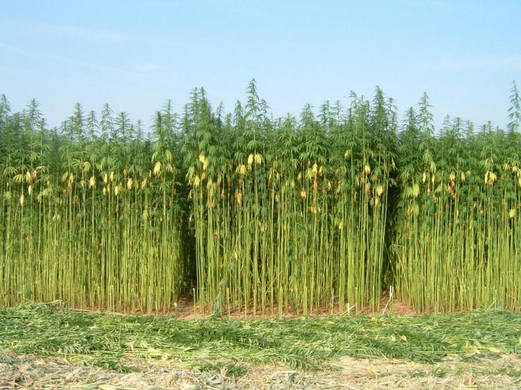 herbalxtracts's tweet photo. #Hempoil is the richest known source of essential fatty acids (the good fats) and is high in protein #herbalextracts http://t.co/8fvP2Z1OET