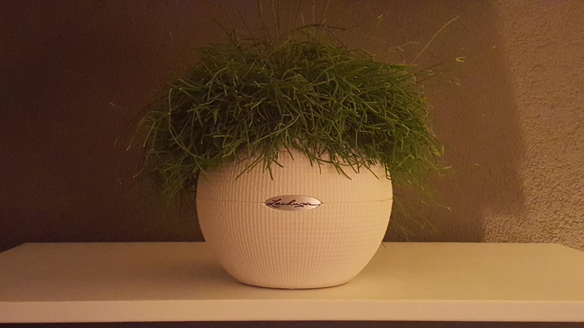 Lechuza Puro wit of zwart een slimme bloempot met een eigen bewateringssysteem.  goo.gl/hYudKI