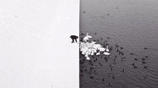 _Paisajes_'s tweet photo. Un hombre alimenta a los cisnes y patos desde una orilla del río nevado en Cracovia. ¡Qué foto! http://t.co/uUXA8vpQDS