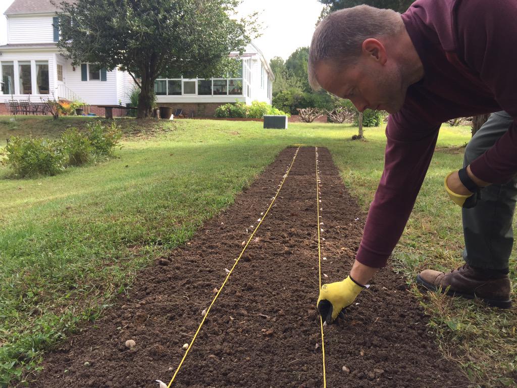 heyrangersmith's tweet photo. Rain is gone... It's #garlic planting time. #fall #Maryland @TerritorialSeed #gardening http://t.co/VQMyE1TVhJ