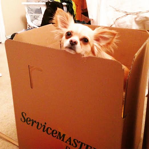 Svm_Brantford's tweet photo. Need a little #mondaymotivation? We're sure this little mascot will put a smile on your face! #Brantford #happymonday http://t.co/liLUcdrdGP