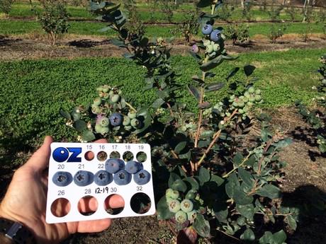 agfnl's tweet photo. Zuid-Afrikaanse blauwe bessen vullen gat
http://t.co/kEemuBTgFD http://t.co/YaGSjEsPDb
