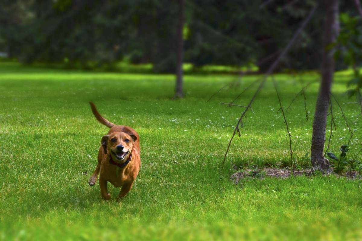 bolder_media's tweet photo. #myrescuedog Otter the Cheweenie. #familyforever http://t.co/TZDXcse0PK