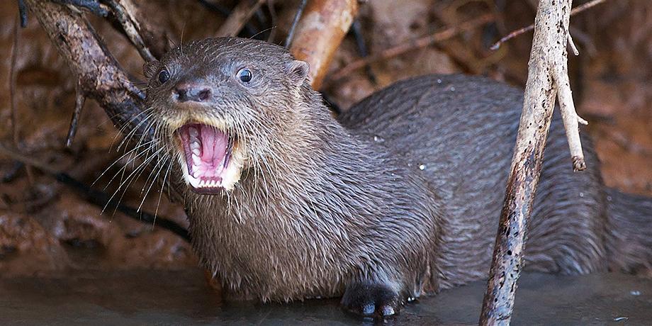 the_sca's tweet photo. .@POTUS just declared the 1st new US marine sanctuaries in 15 yrs &amp; this otter is SO excited! http://t.co/CKTBwed74D http://t.co/7zeOe8unef
