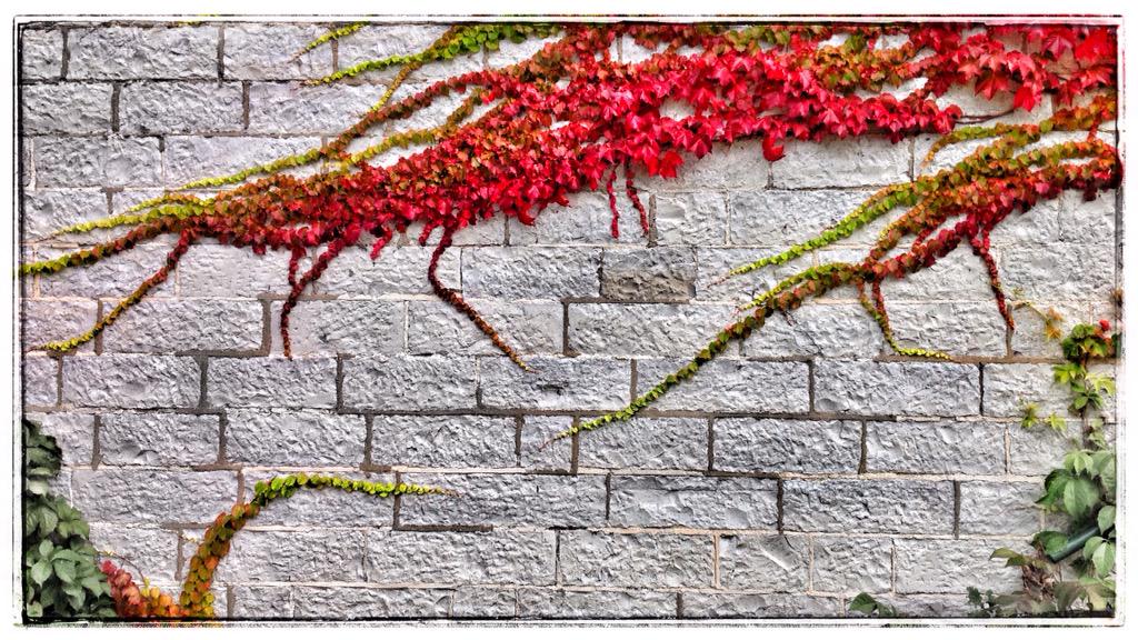 SWildPhoto's tweet photo. Fall in #kingston #fallcolours #photo #art http://t.co/iZZg9UBOnk