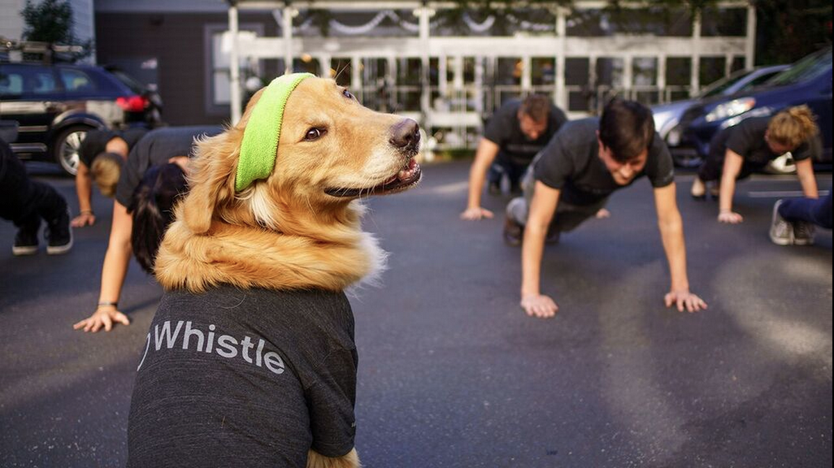 taggtracker's tweet image. 4 Ways to Get Slim With Your Pet from @foxnewshealth ow.ly/T2lI4  #dogslovewhistle