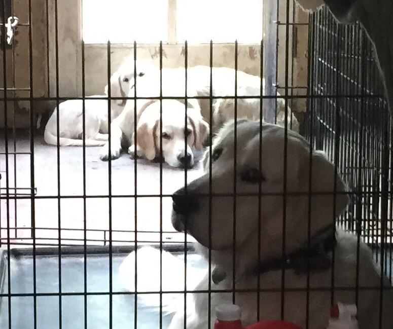 tillyretrievers's tweet photo. Tia❤️s her Mama #goldenretrievers #PuppyLove http://t.co/LNkjpeAnfU