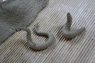 ateliers argile adulte avec Kéré Dali la semaine dernière.