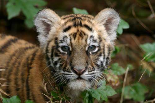 samarv4's tweet image. hi everyone please save tiger&apos;s for world because they are very less in world😢😢😢