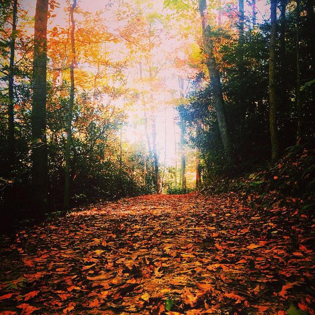 Colors of Hungry Mother: From hiking to photography, Hungry Mother State Park is offering a… dlvr.it/CMGCrG