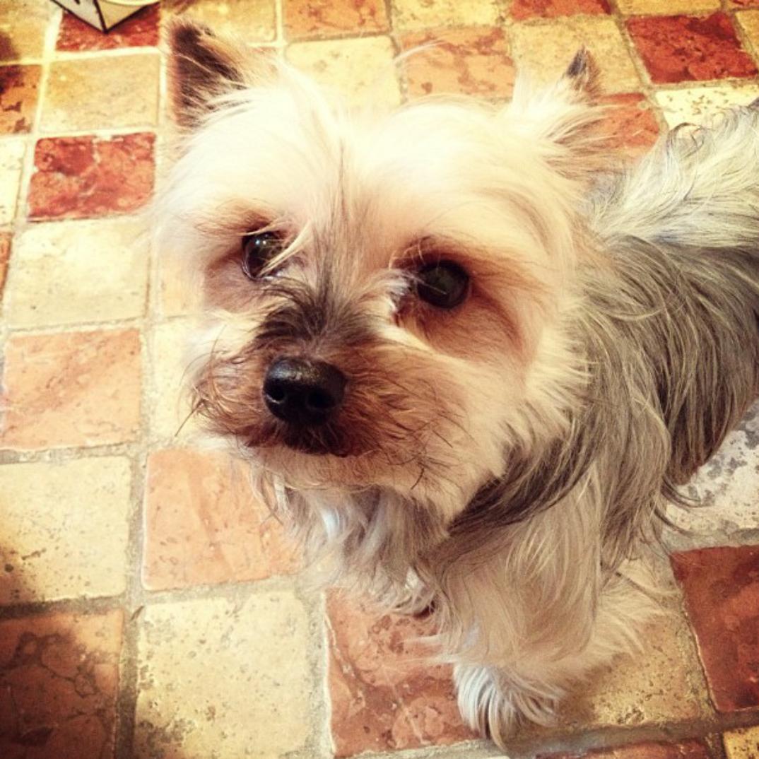 joonagraphics's tweet image. @FaZe_Censor #Askcensor rate from 0 to 10, how cute is my doge? :D