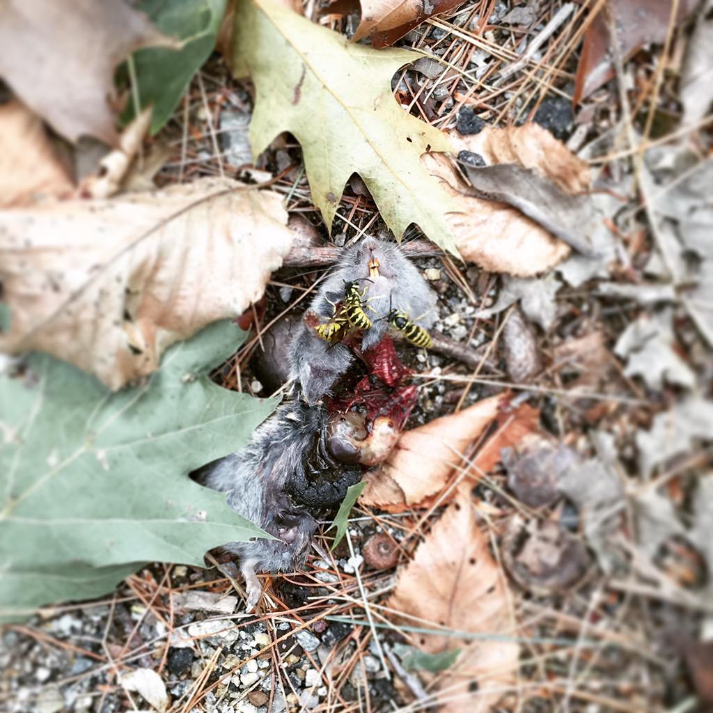 #Eviscerated #mouse, with bees. Poor little fella. But look at those cute, tiny teeth! #disemboweled #deadmouse