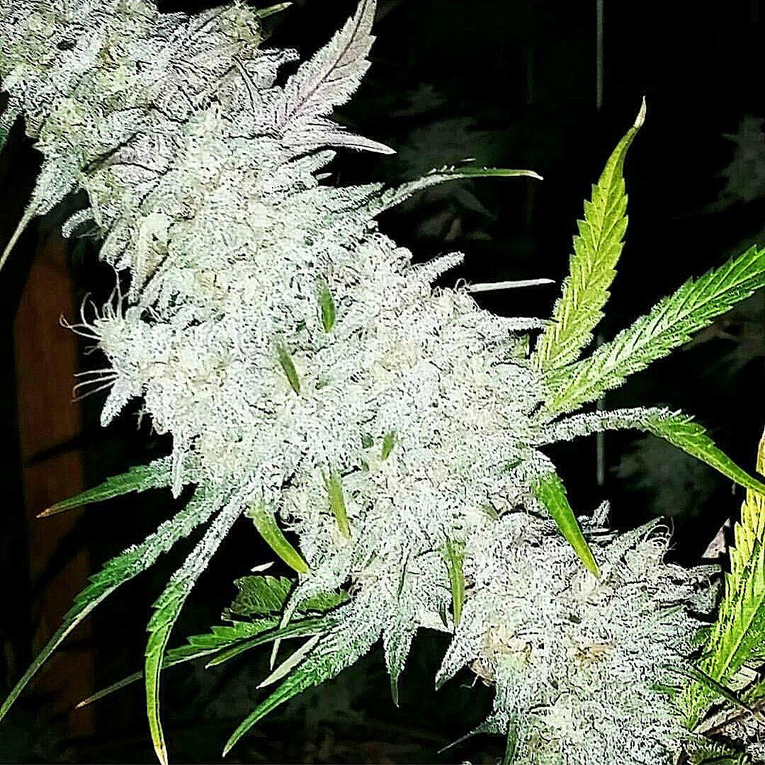 ClimaGrow's tweet photo. Snow Leppard #ClimaGrown by Deepwater Botanicals #cannabis 👍🌲❄ #GrowWithTheBest #TopNotchGrow #JuicedGrow #ClimaGrow http://t.co/KjkcI5GyLg