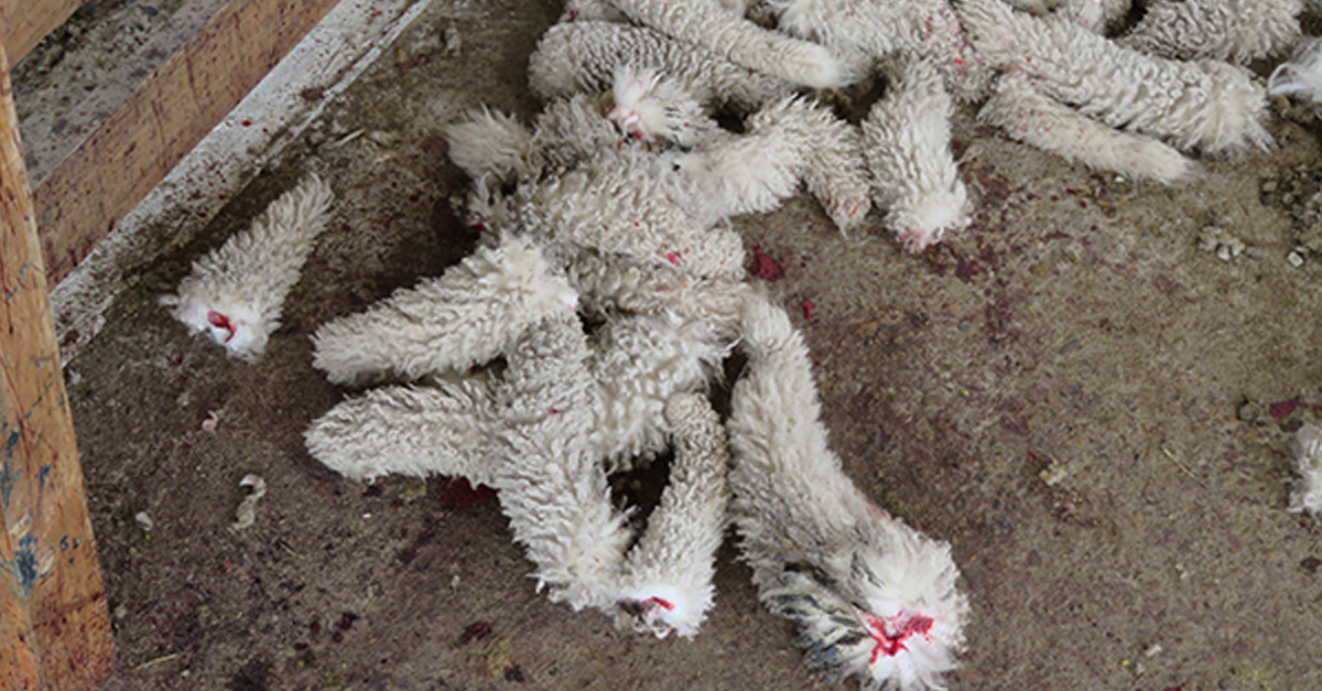 WoolFree Latest News, Breaking News Headlines Scoopnest