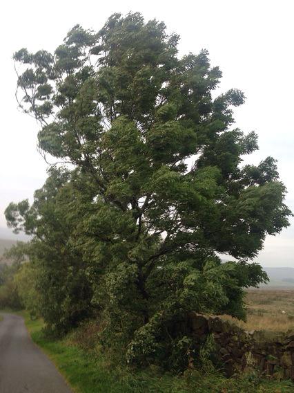 grannyapperley's tweet photo. Day 14 wet and windy walk which blew away all the cobwebs. #100happydays http://t.co/LeUm1rb0Ce