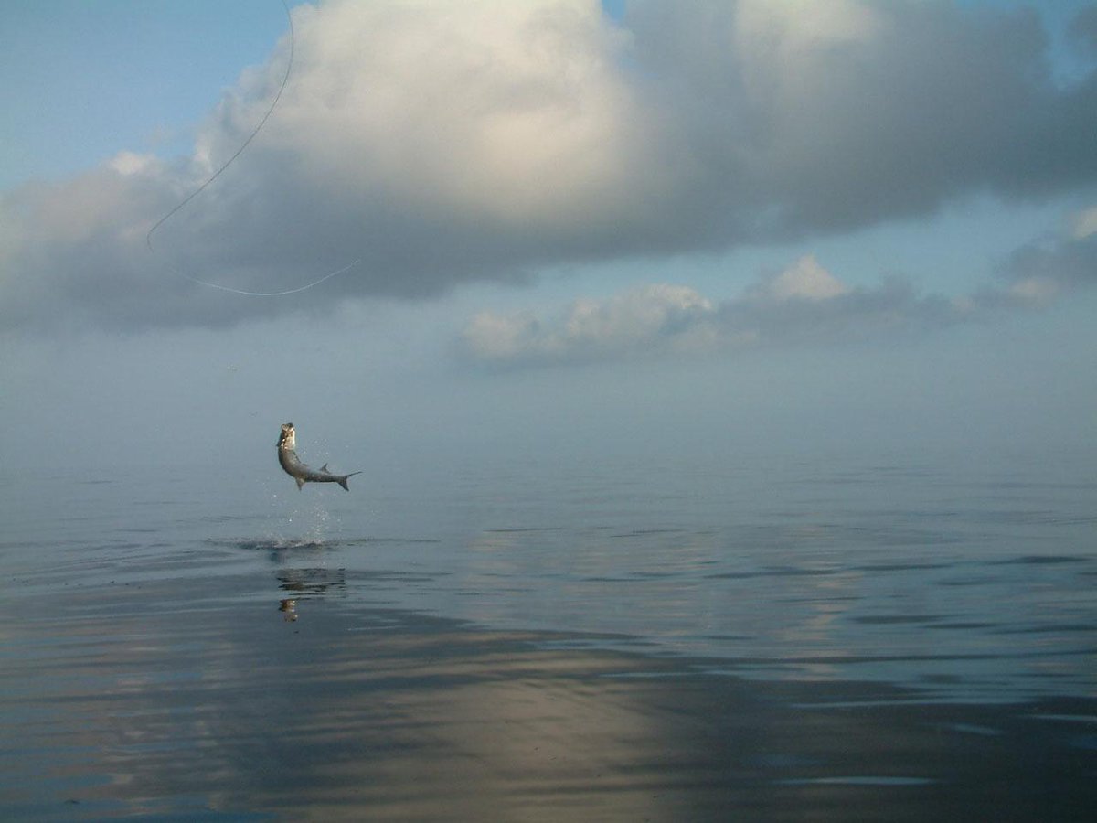 SW_FlyShop's tweet photo. Where is your "Happy Place"?
#flyfishing #fishing #bonefish #saltwater
 http://t.co/tZaTkf3O0C http://t.co/Jigm0oMQzK