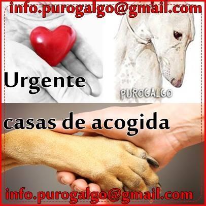 Purogalgo's tweet photo. Ayuda ayudándoles http://t.co/xB3xVbBmi5