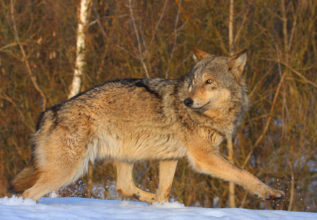 PopSci's tweet photo. Nearly 30 years after a nuclear meltdown, Chernobyl is filled with wildlife http://t.co/AqWZszvEG1 http://t.co/XA6TCrHBwc