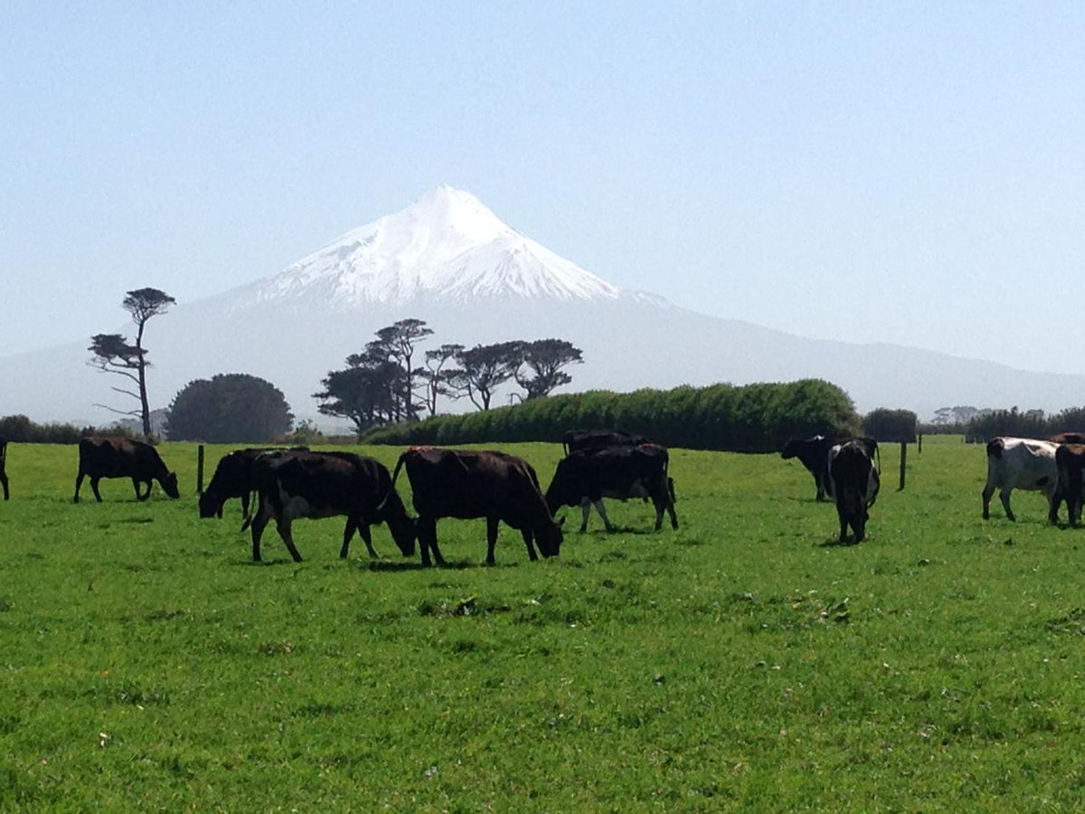 dairyninjaNZ's tweet image. A bit of a breeze in #taradise but a cracker day #BalanceDay 👍