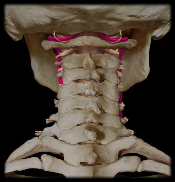 LTDTTL_F15's tweet photo. See the relationship of the nerve, artery &amp; bone. Can u fill in the missing muscles of the sub-occipital 📐? #LTDTTL http://t.co/SV65wa8eqJ