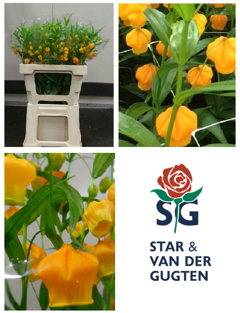 Halloween komt eraan, dat betekent oranje bloemen. Sandersonia, uit de kas, is nu verkrijgbaar bij <a href="/StarvdGugten/">Star & vander Gugten</a>  !