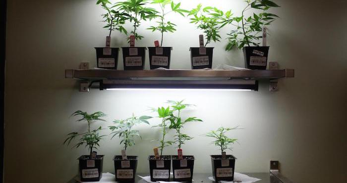 SinEmbargoMX's tweet image. La mariguana legal arrebata miles de millones de dólares a cárteles en apenas dos años sinembargo.mx/05-10-2015/150…