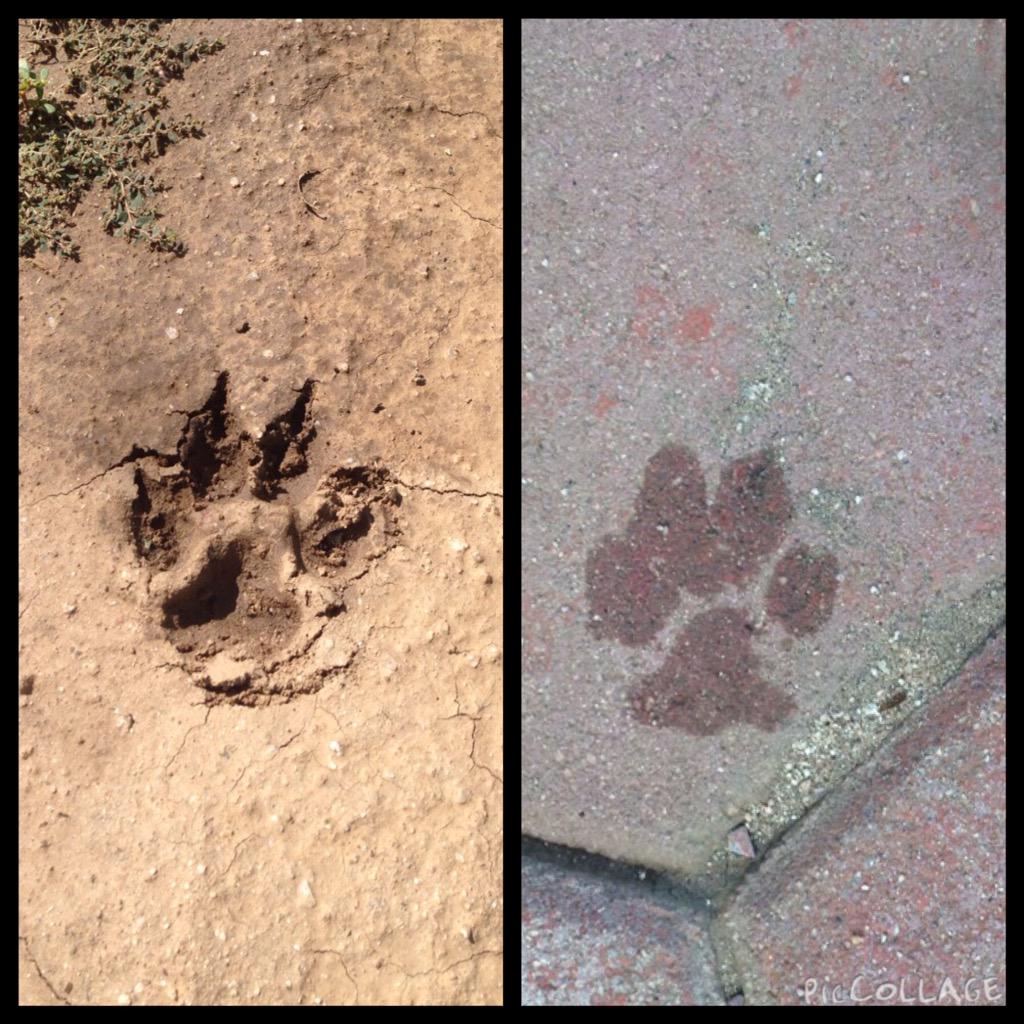 rorriizz's tweet image. #Paws