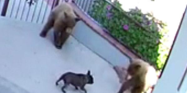 people's tweet photo. Must've missed the "Beware of Dog" sign! See a 20-lb. French bulldog scare off 3 bears http://t.co/UYMPZDXI21 http://t.co/DROwJSQTmT