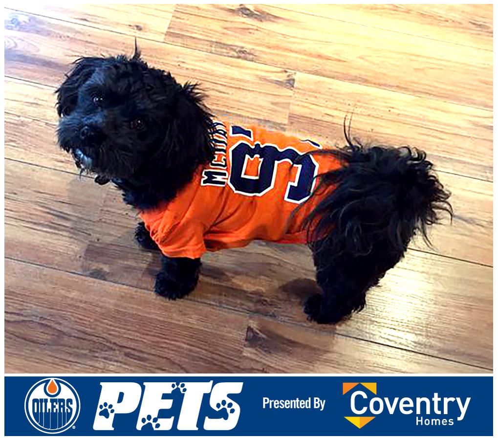 oilers dog jersey