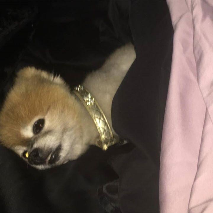 PerlaFHudsonArg's tweet image. Via @PerlaFHudson My roommate my best friend. #basicbitchesnotwanted #snuggletime 😍 #perlafhudson #Foxy