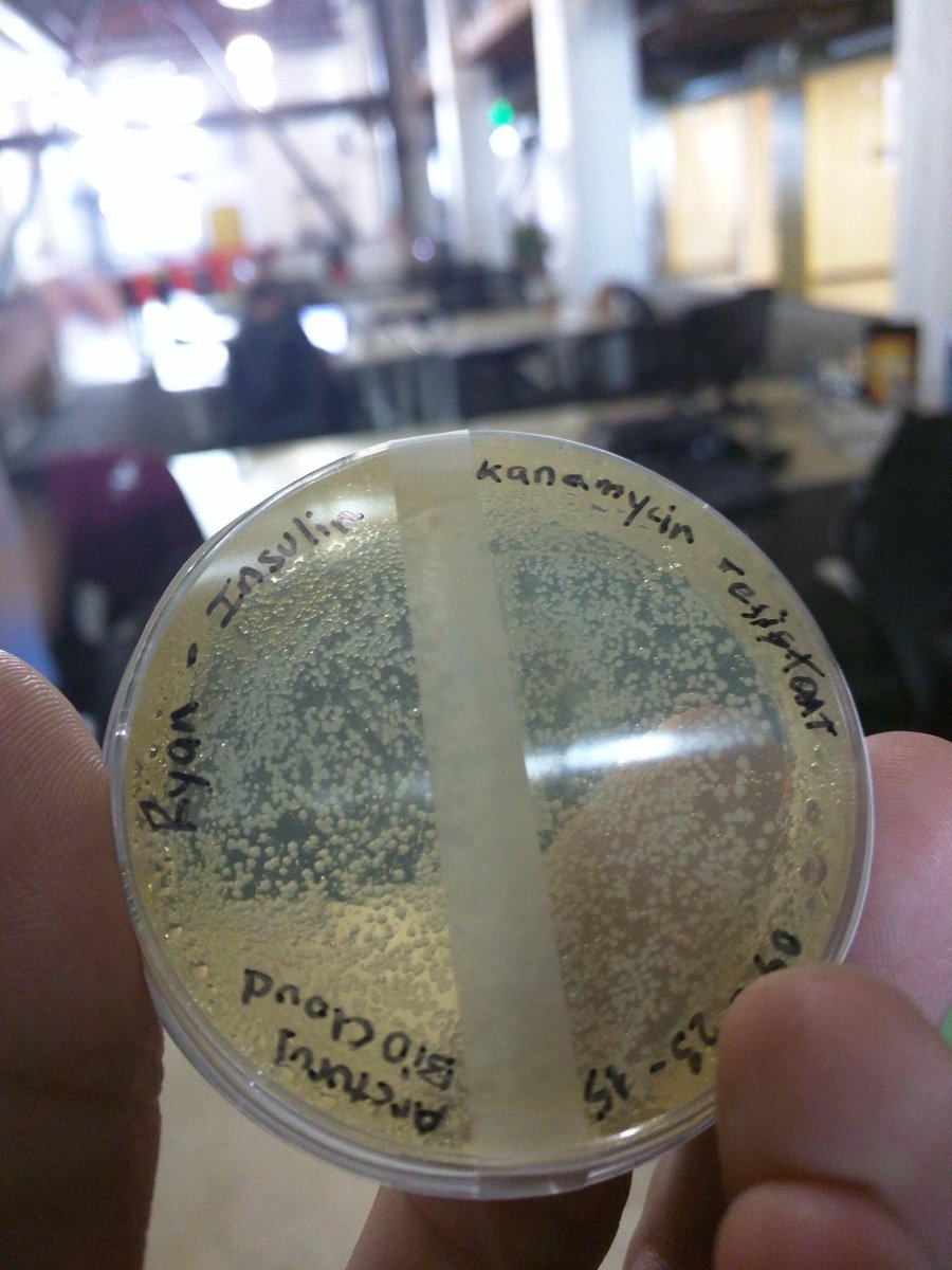 RyanBethencourt's tweet image. #OpenSource #Insulin has arrived! Thanks to @arcturusbio and the @CountrCultrLabs team! I'll bring it this week!