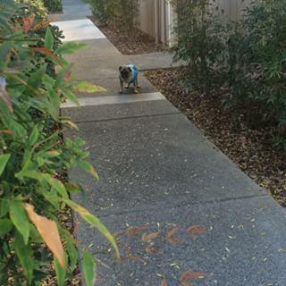 Joy_PhotoCam's tweet photo. How I love old men. Especially @oldmanpug #pug #puglife #pugsofinstagram #pugs http://t.co/aOkhb1RX8s http://t.co/r1egbiouKB