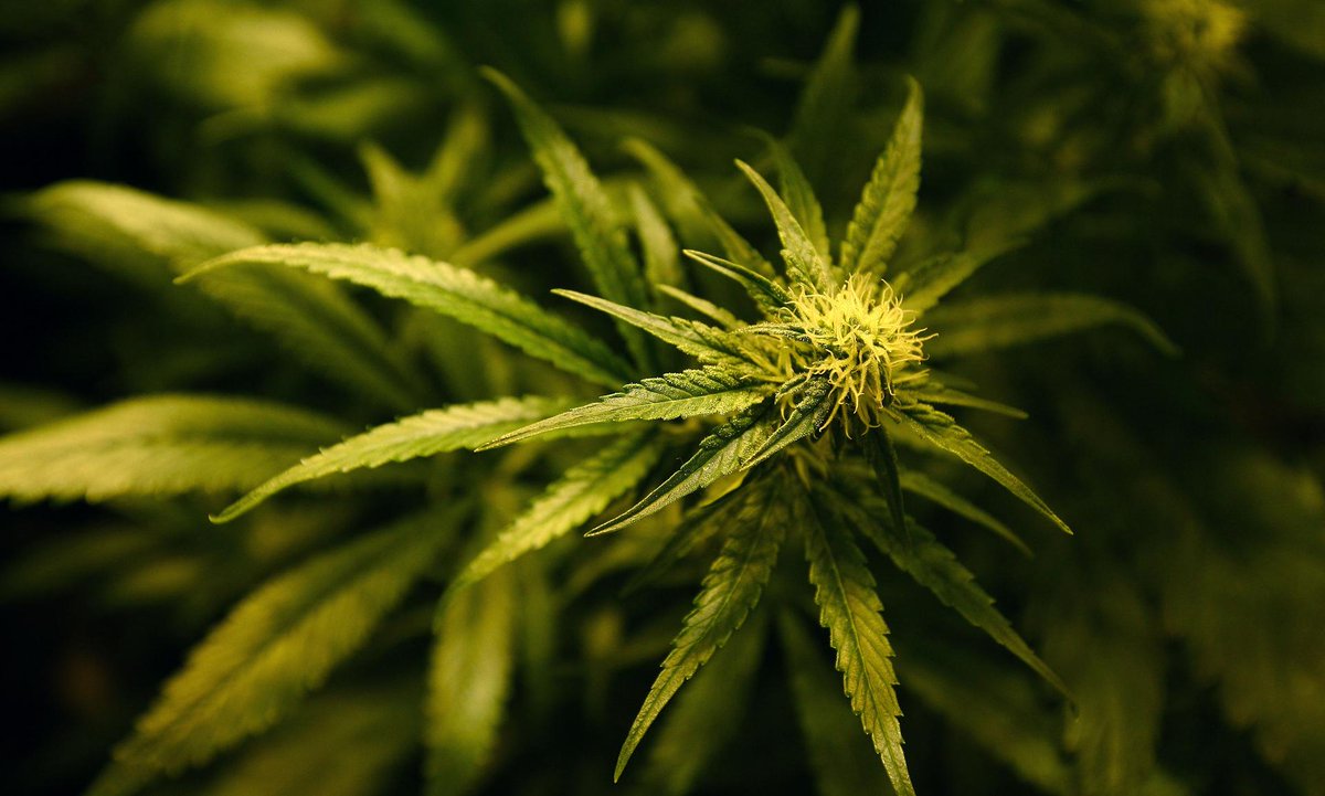 THEMMEXCHANGE's tweet photo. Australia - Victoria close to legalising Medical #Marijuana with opposition support 
http://t.co/fuf6QjGJOW #MME http://t.co/pre7sKFG1X