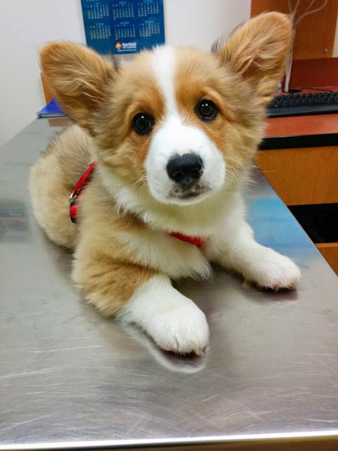 petzsupply's tweet photo. #Facts_about_dogs that you must #know
http://t.co/4xAwdqJ9BR http://t.co/HHAEeyO3hW