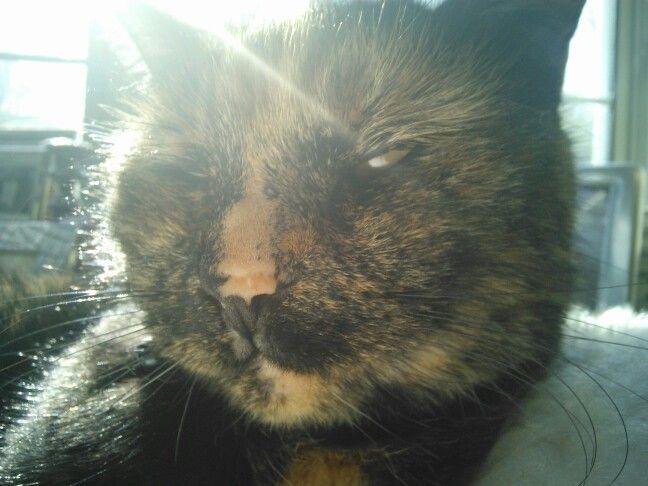 mad_luth's tweet photo. Tallulah Rae Aka Catibal Lector.... Our acrobatic tortoise shell..... http://t.co/5C6RNd4Pt1