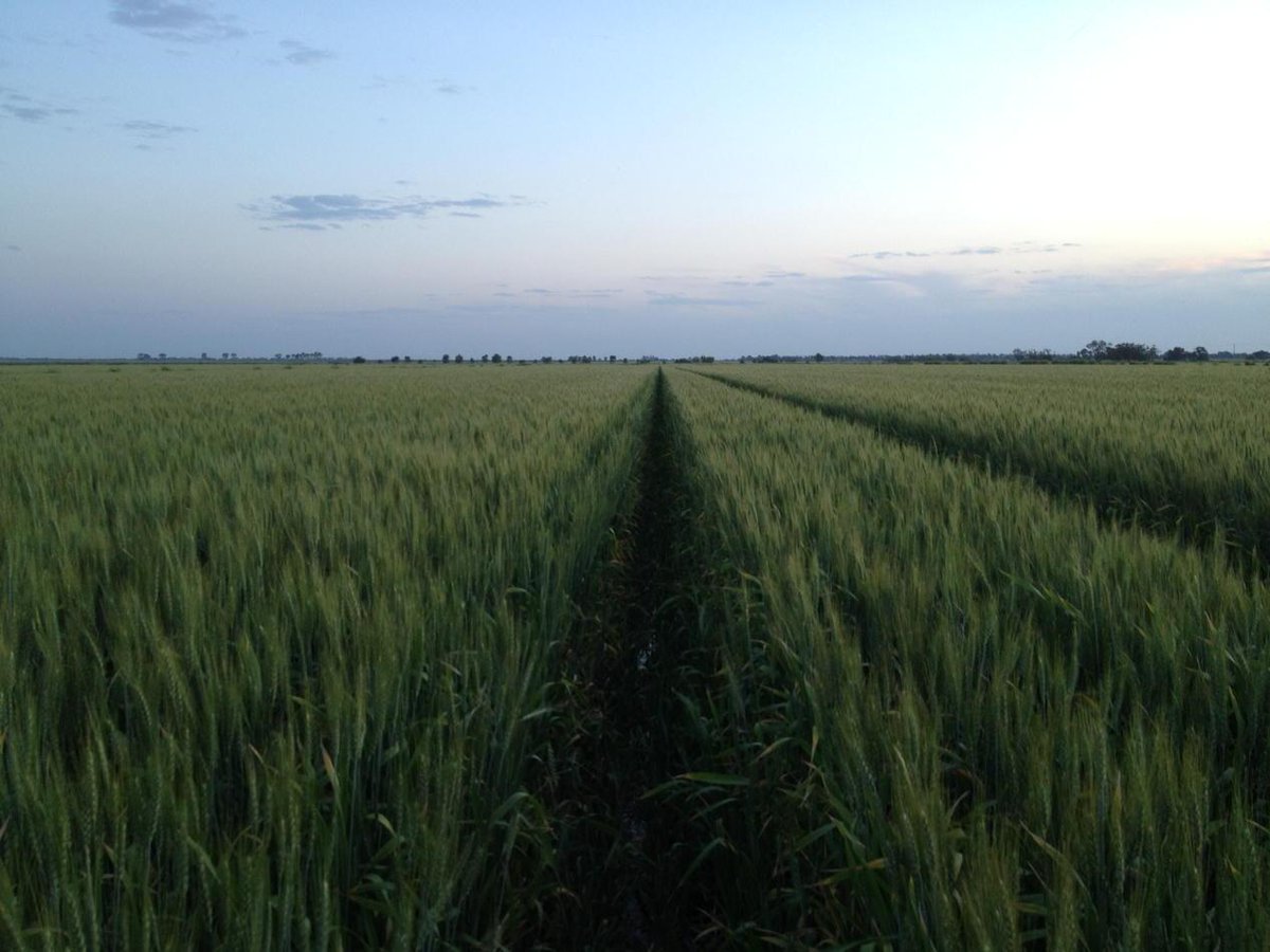 frogfarmer1's tweet photo. #irrigated #food #wheat15 http://t.co/JgSQFVFDMH
