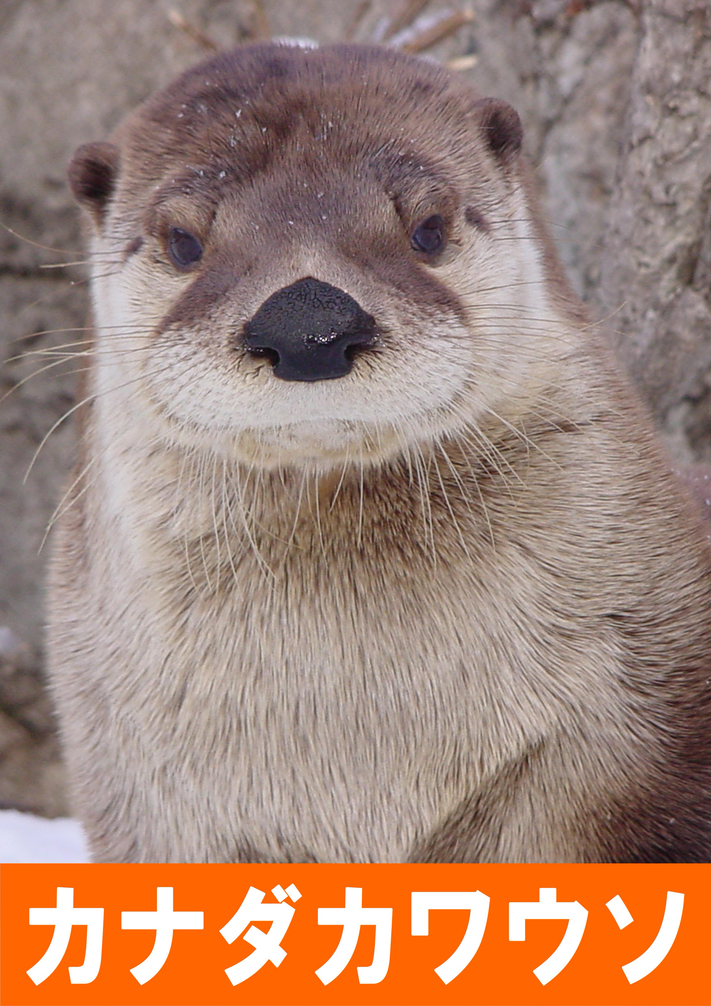 盛岡市動物公園 Zoomo カナダ カワウソ 水も滴る魚食系女子 寝てるか 水中ではしゃいでいるか メリハリが効いている私 Mzp動物総選挙 立候補者 6 14 Http T Co Ywag9tbkvm Twitter