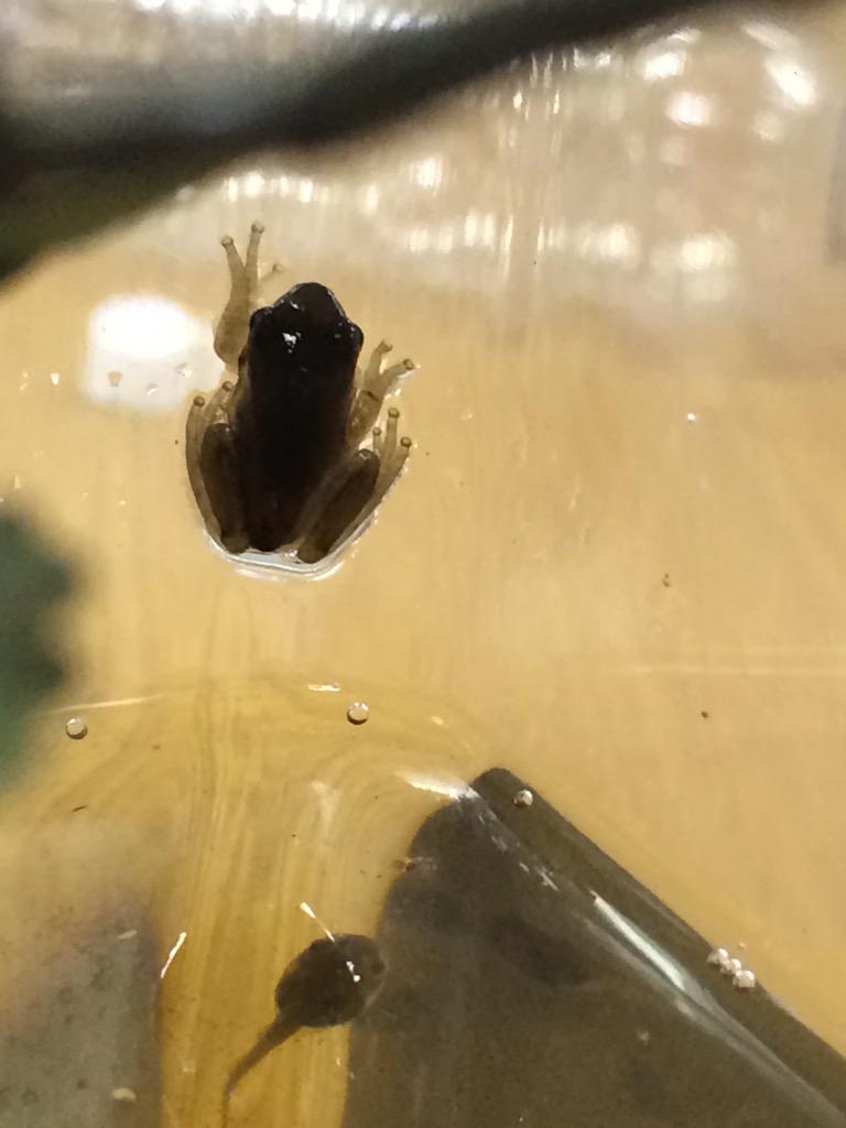 Aspinwall_TCE's tweet image. And......our tadpoles are turning into frogs!!!  So exciting!!! #amphibians #lcssproud #camptce #treefrogs
