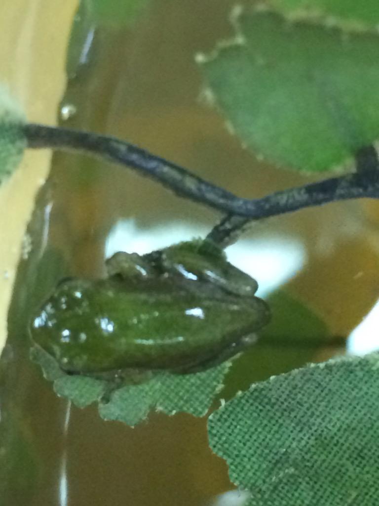 Aspinwall_TCE's tweet image. And......our tadpoles are turning into frogs!!!  So exciting!!! #amphibians #lcssproud #camptce #treefrogs