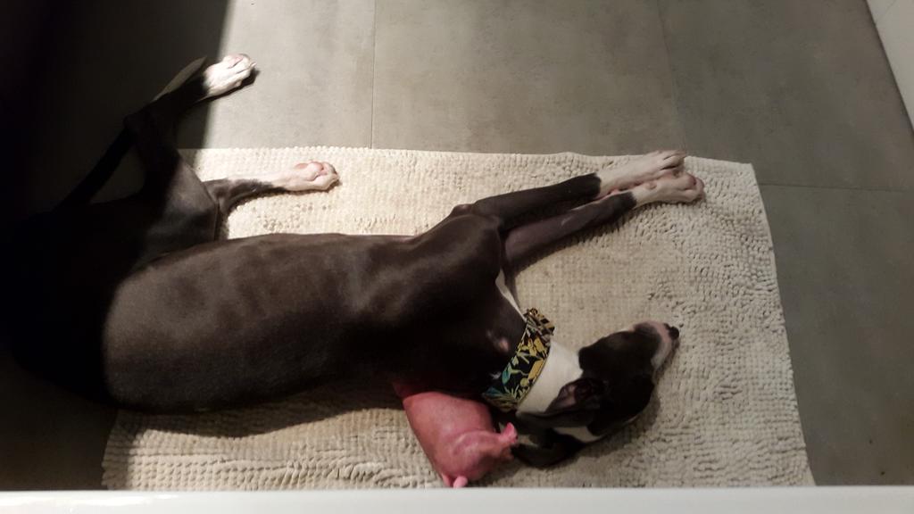 Así duerme la cosita mientras yo me baño :'@.