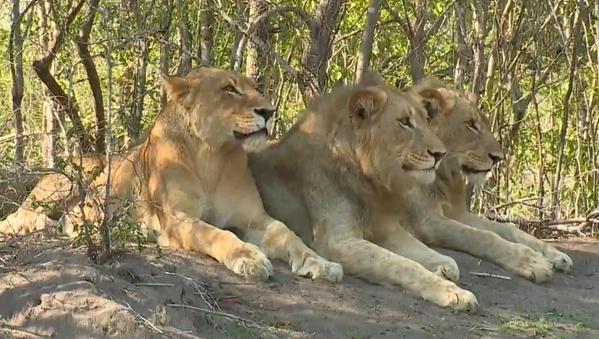 NatGeoAnimals's tweet photo. #SafariLive #PicOfTheWeek: Beautiful Tsalala pride by @tinylady40 | Watch live here: http://t.co/e89vW7Ce3x http://t.co/q6PKKW6zW4