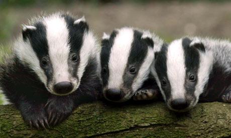 Today is #NationalBadgerDay, so we thought we'd share this! Aww!
